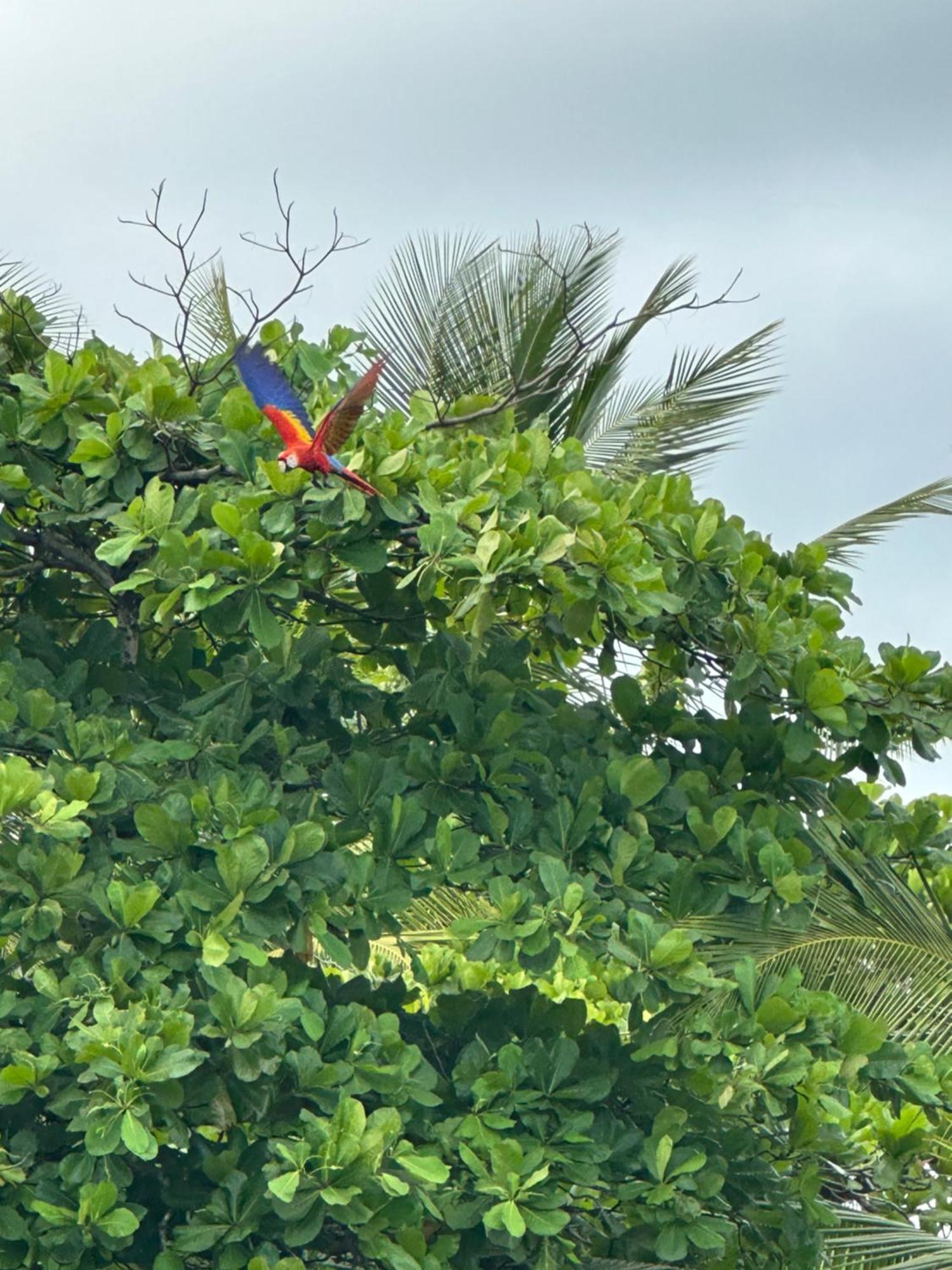 Casa Del Bambu Hébergement de vacances Puerto Jiménez